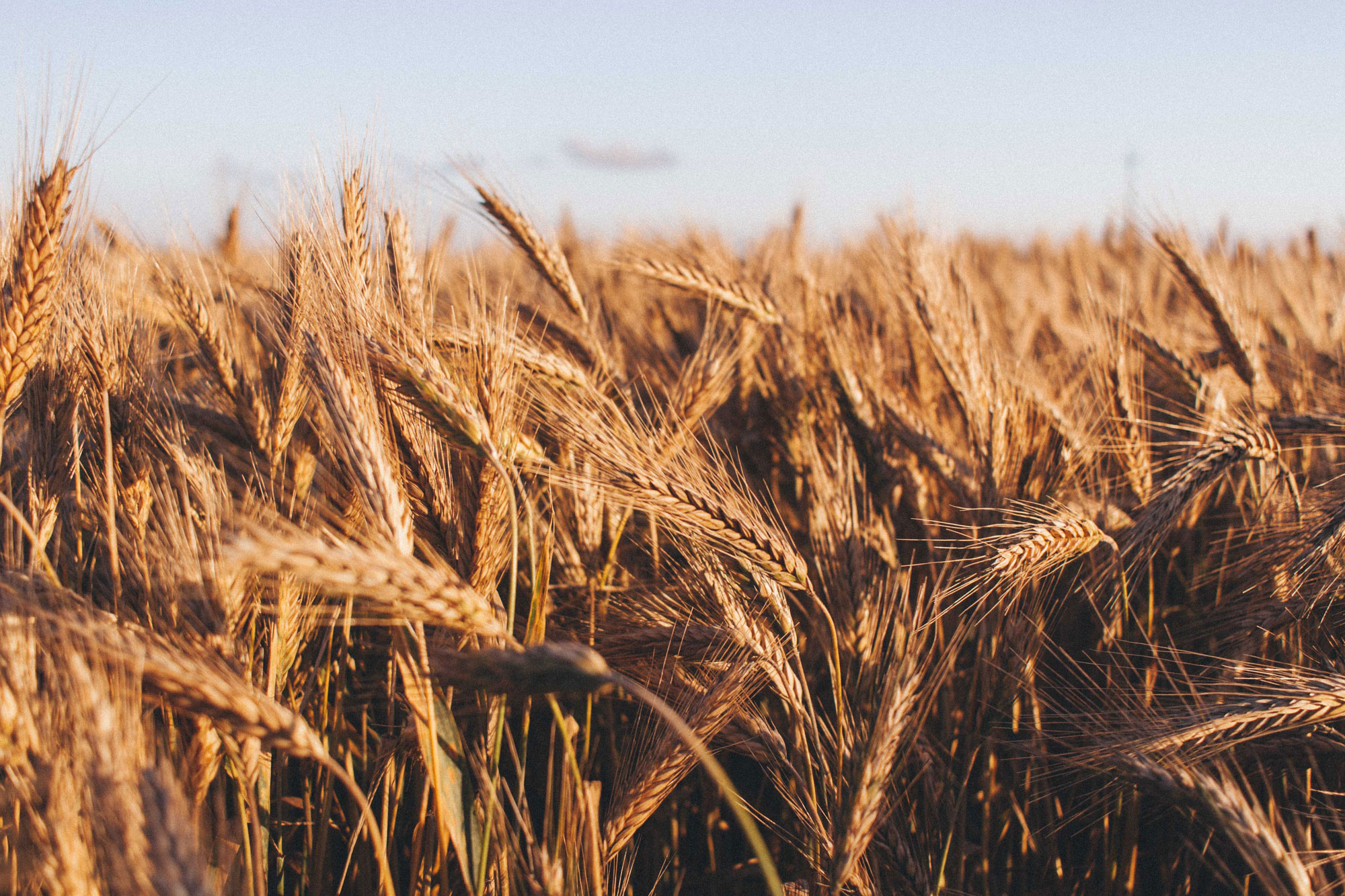 Wheat field